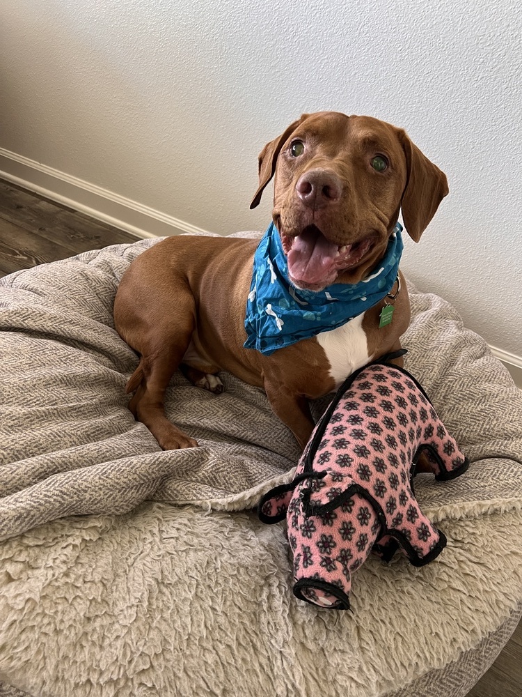 Brownie, an adoptable Terrier in San Diego, CA, 92103 | Photo Image 4