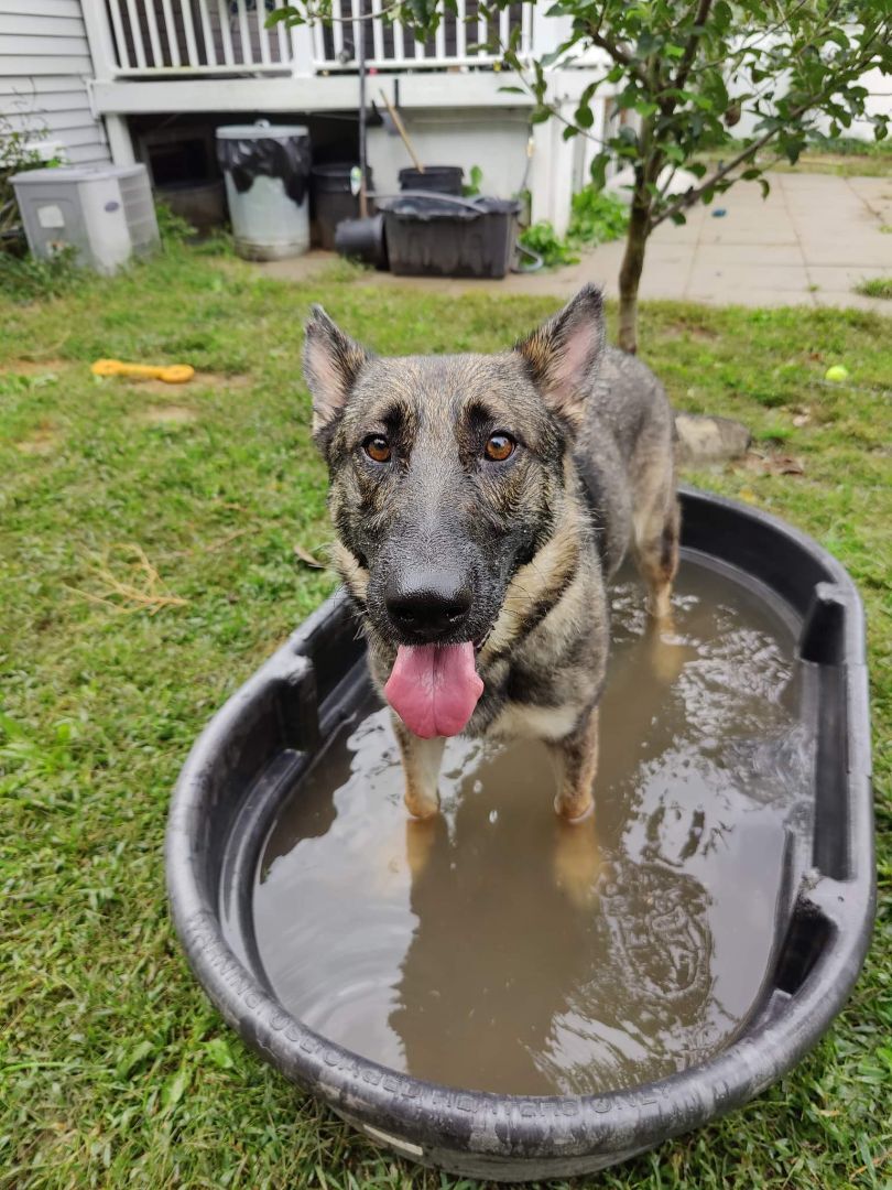 Gracie GSD