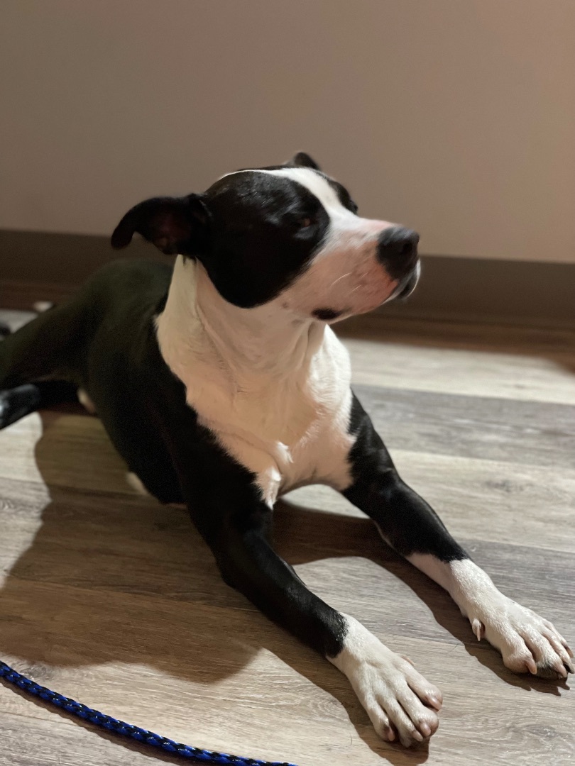 King (looking for foster or adopter in Buffalo, NY)