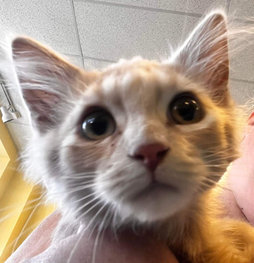Cat for adoption Jamie, a Domestic Short Hair in Racine, WI Petfinder