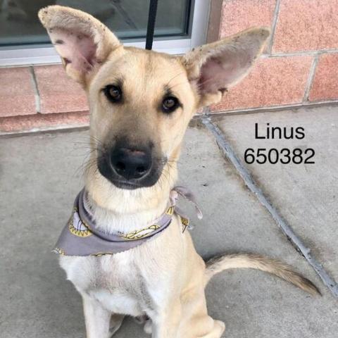 Linus