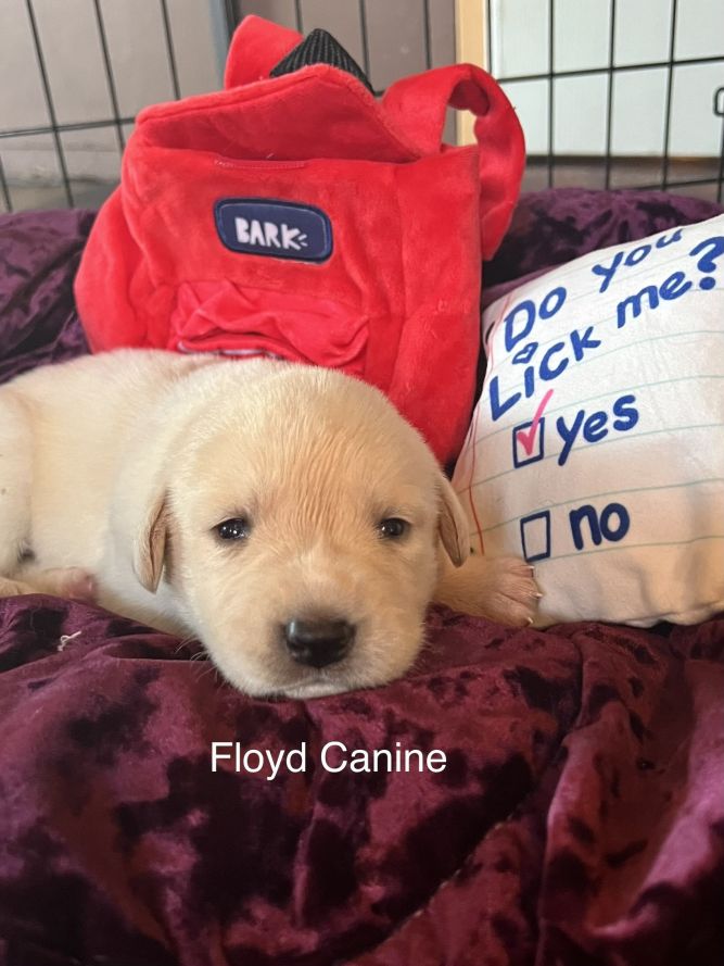 Floyd Canine (Paws of Mayberry Litter) DFW
