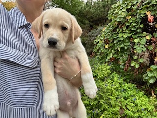 Howard Howls (Paws of Mayberry Litter) DFW