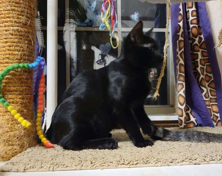 Night Fury, an adoptable Domestic Short Hair Mix in Newcastle, OK_image-2