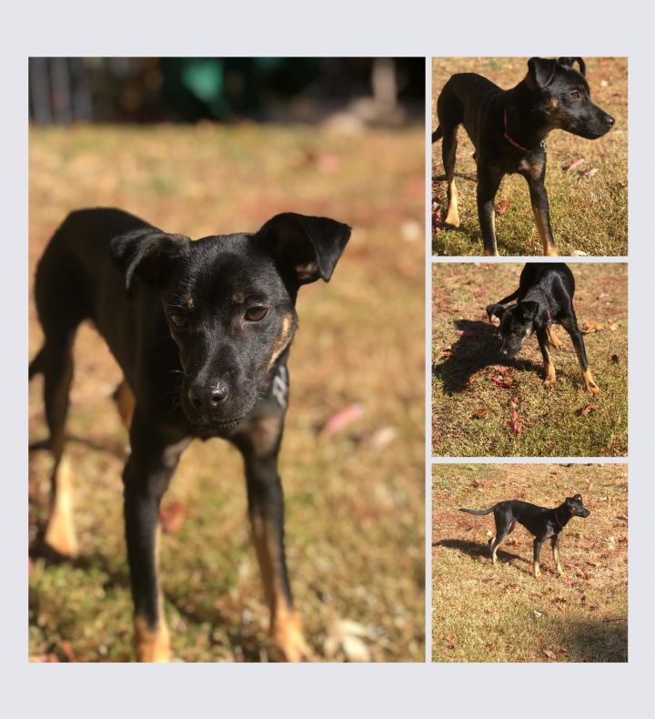 Min pin store black lab mix