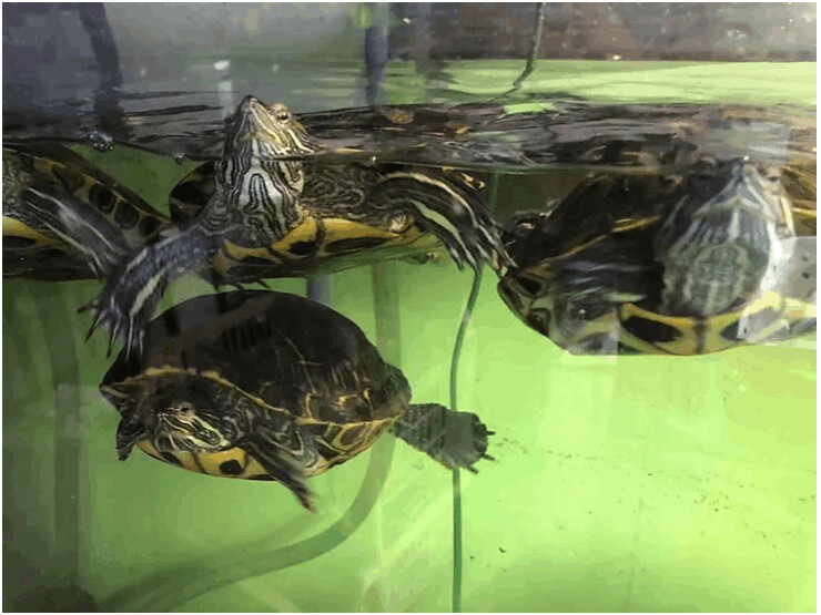 Turtle for adoption - Assorted Slider Turtles, a Turtle in Neenah, WI ...