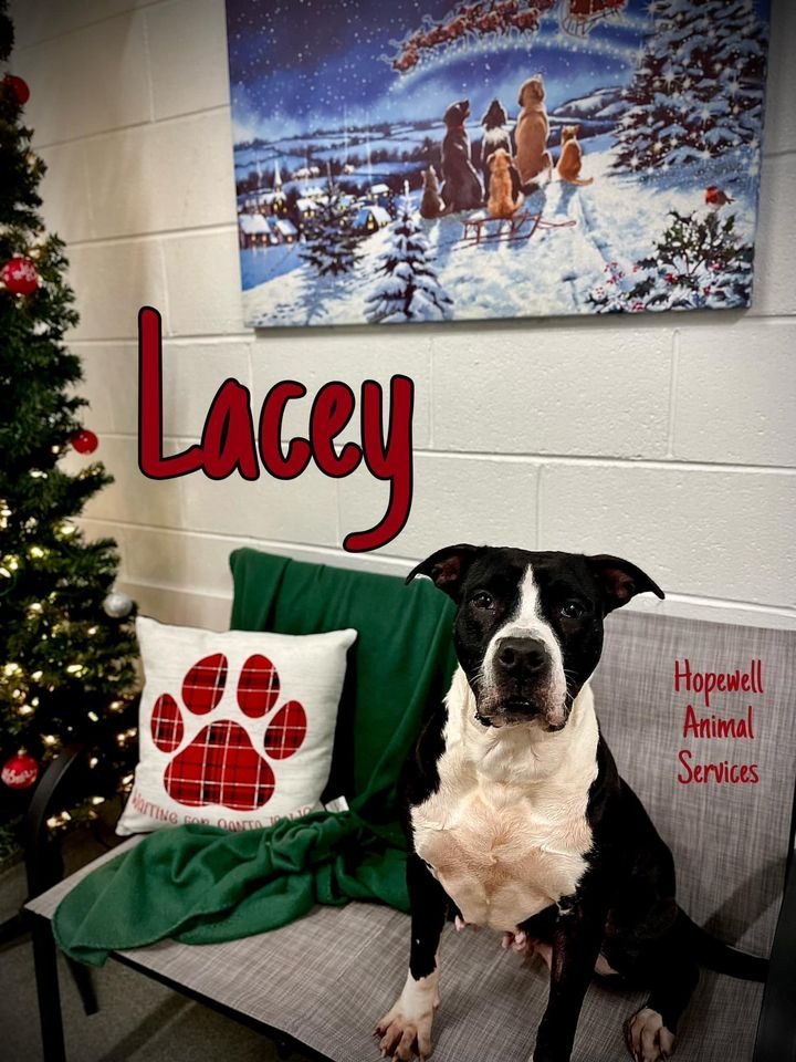 Lacey in Hopewell VA