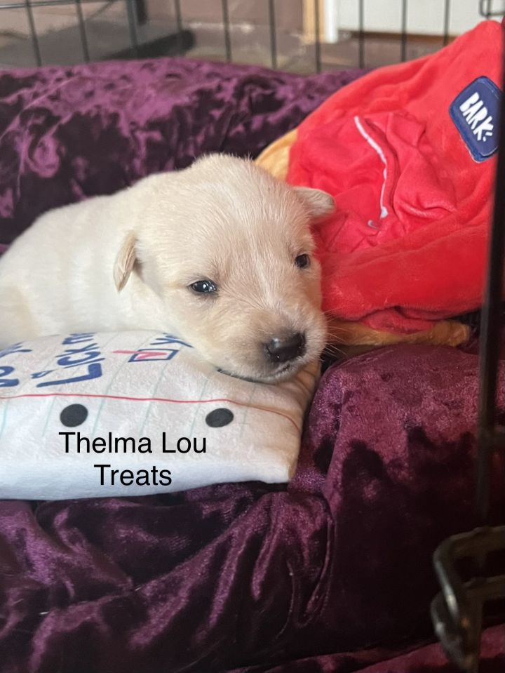 Thelma Lou Treats (Paws of Mayberry Litter) DFW, an adopted Great Pyrenees & Labrador Retriever Mix in Farmers Branch, TX_image-1