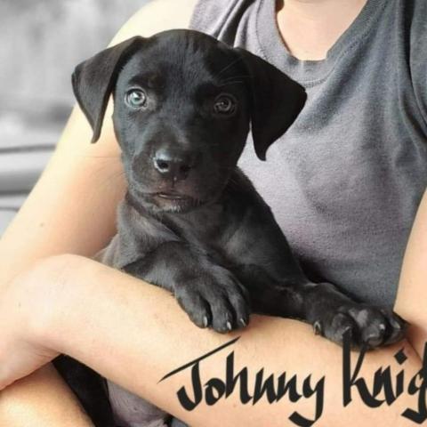 Johnny Knight