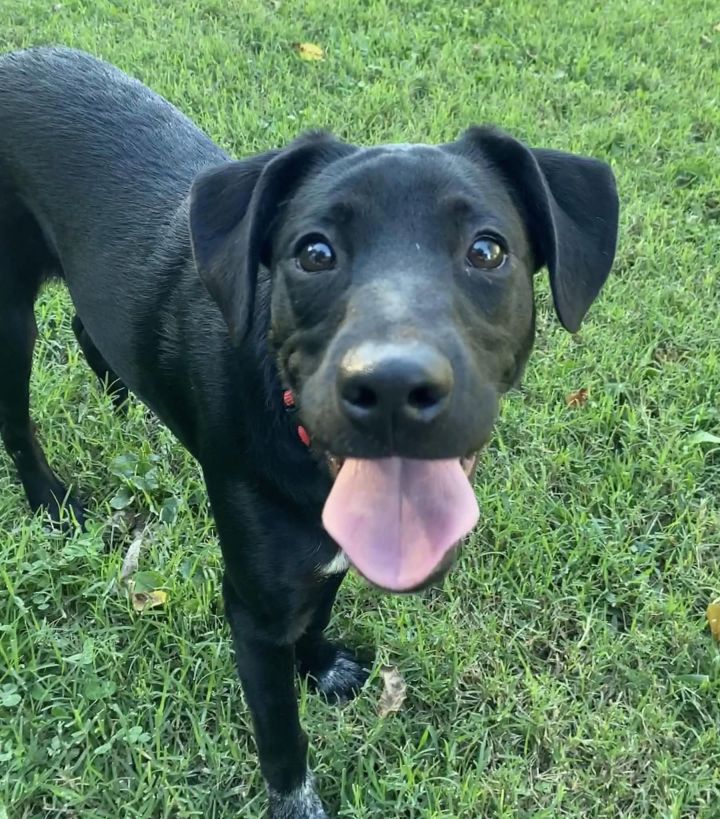 Layla, an adoptable Labrador Retriever Mix in Springfield, MO_image-3