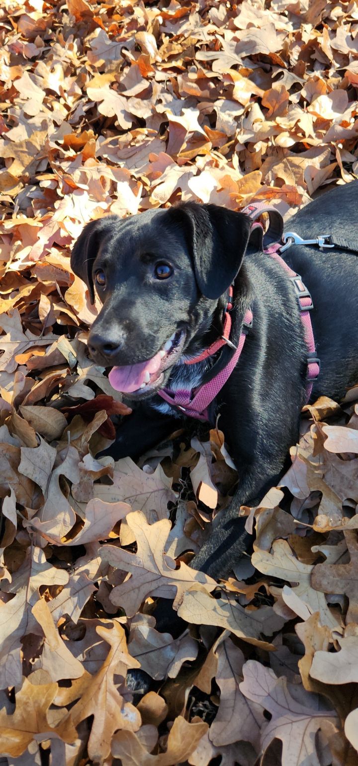 Layla, an adoptable Labrador Retriever Mix in Springfield, MO_image-6