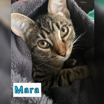 Mara, an adoptable Domestic Short Hair in Campbell River, BC_image-2