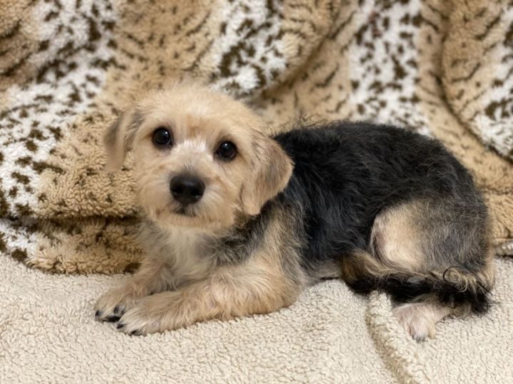 Hotch, an adoptable Yorkshire Terrier & Jack Russell Terrier Mix in Los Alamitos, CA_image-1