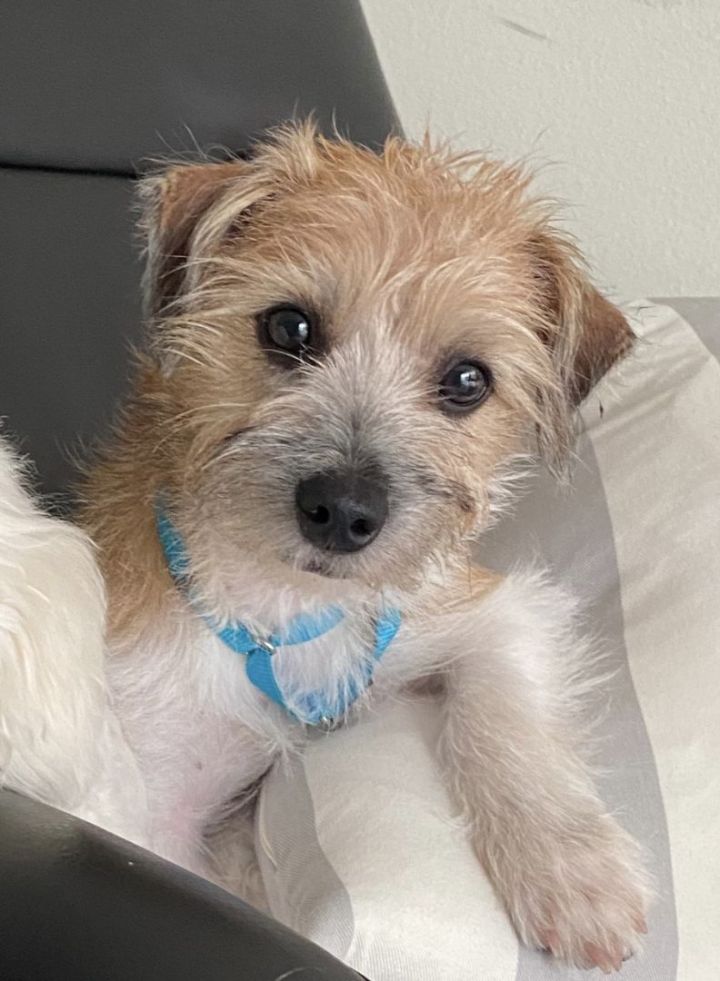 JJ, an adoptable Jack Russell Terrier & Yorkshire Terrier Mix in Los Alamitos, CA_image-4