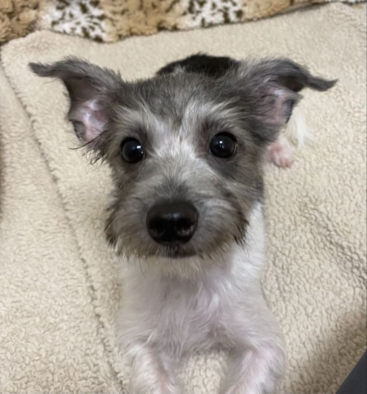 Gideon, an adopted Schnauzer & Yorkshire Terrier Mix in Los Alamitos, CA_image-1