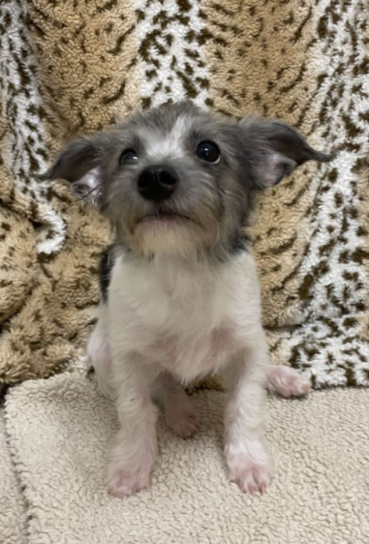 Gideon, an adopted Schnauzer & Yorkshire Terrier Mix in Los Alamitos, CA_image-4