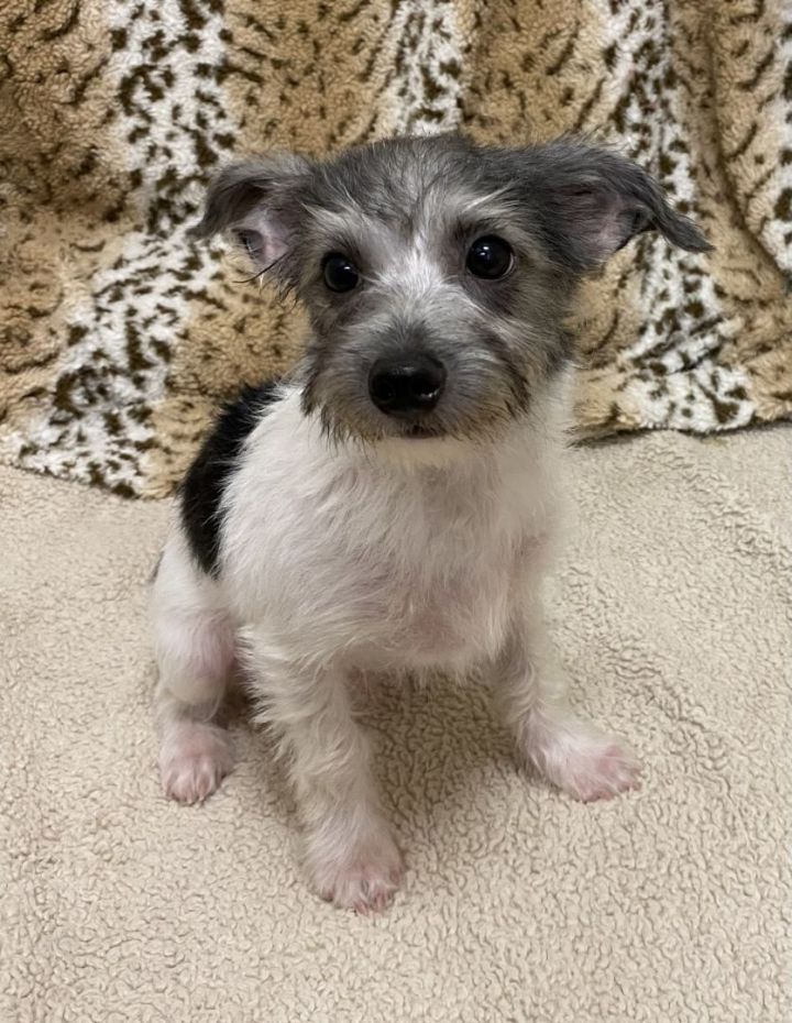 Gideon, an adopted Schnauzer & Yorkshire Terrier Mix in Los Alamitos, CA_image-6