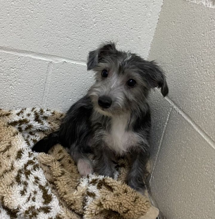 Rossi , an adoptable Schnauzer & Yorkshire Terrier Mix in Los Alamitos, CA_image-3