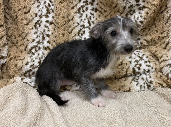 Rossi , an adoptable Schnauzer & Yorkshire Terrier Mix in Los Alamitos, CA_image-4