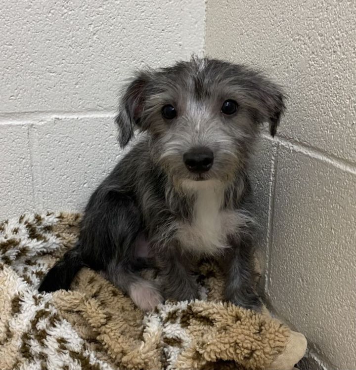 Rossi , an adoptable Schnauzer & Yorkshire Terrier Mix in Los Alamitos, CA_image-6