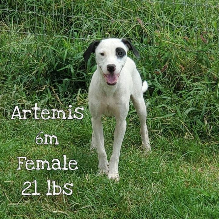 Artemis, an adoptable Hound & Labrador Retriever Mix in New York, NY_image-1