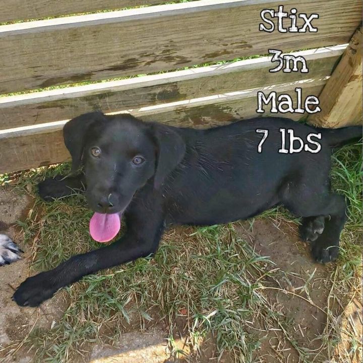 Stix, an adoptable Black Labrador Retriever Mix in New York, NY_image-1