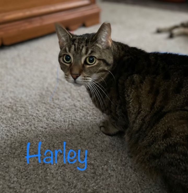 Harley, an adoptable Domestic Short Hair in Warminster, PA_image-1
