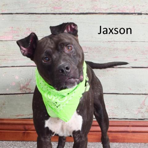 Jaxson