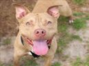 RODNEY's profile on Petfinder.com