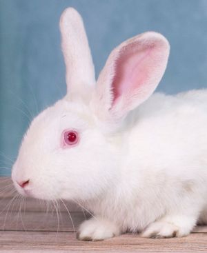 Casper (ID 35671/2589)