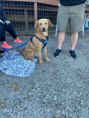 american foxhound yellow lab mix