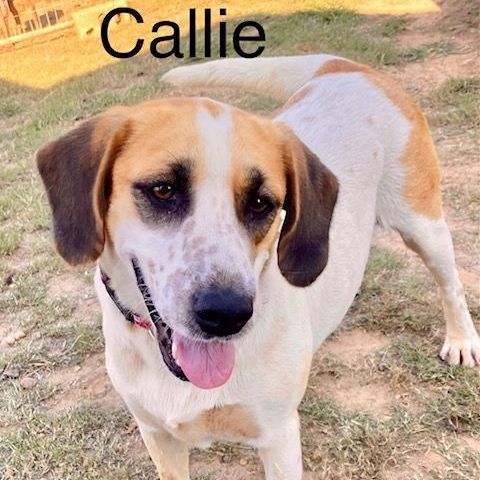 Callie, an adopted Labrador Retriever & Hound Mix in Unionville, CT_image-1