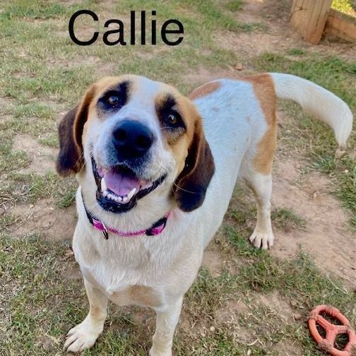 Callie, an adoptable Labrador Retriever & Hound Mix in Unionville, CT_image-3