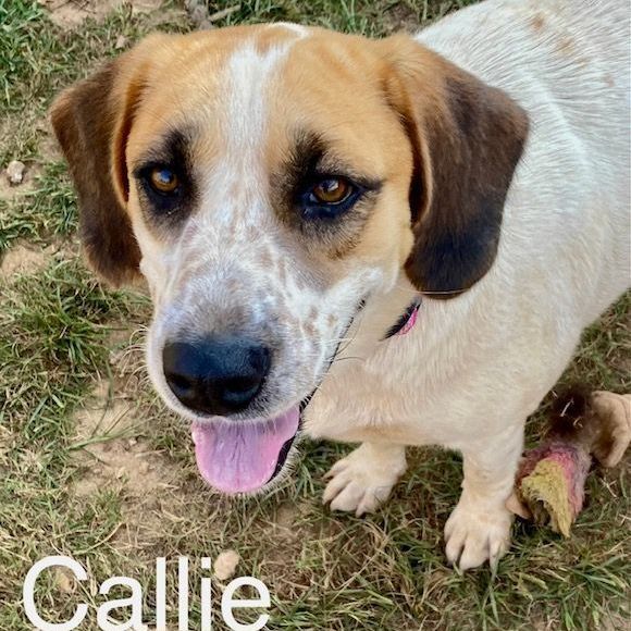 Callie, an adoptable Labrador Retriever & Hound Mix in Unionville, CT_image-4