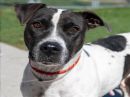RASTA's profile on Petfinder.com