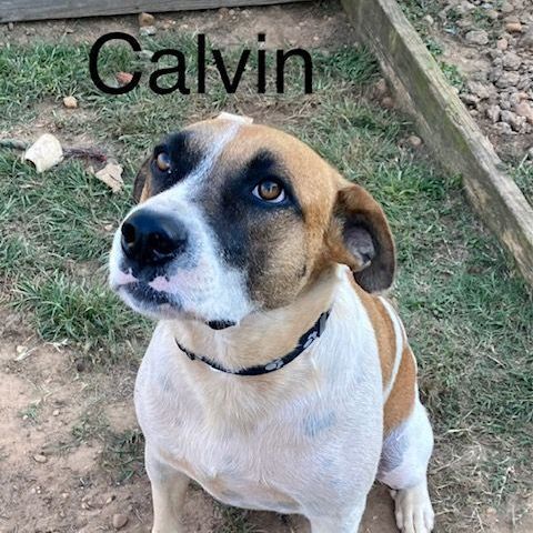 Calvin, an adoptable Labrador Retriever & Hound Mix in Unionville, CT_image-1