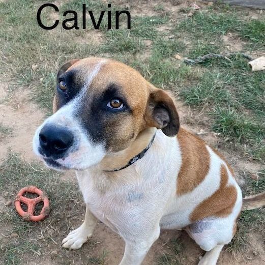 Calvin, an adoptable Labrador Retriever & Hound Mix in Unionville, CT_image-6