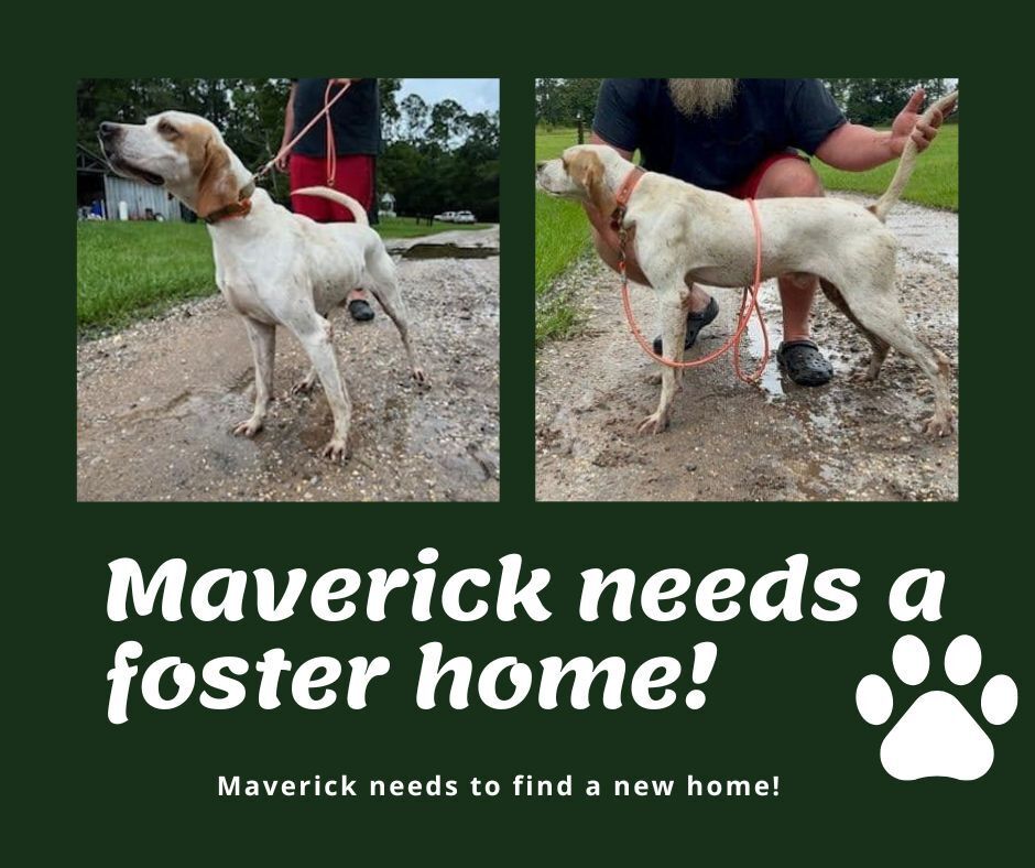 Needs Foster Maverick (FL)