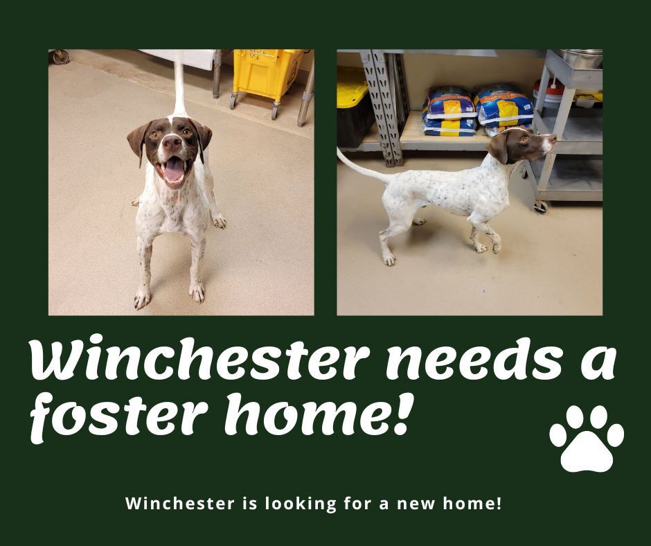 Needs Foster Winchester (OK)