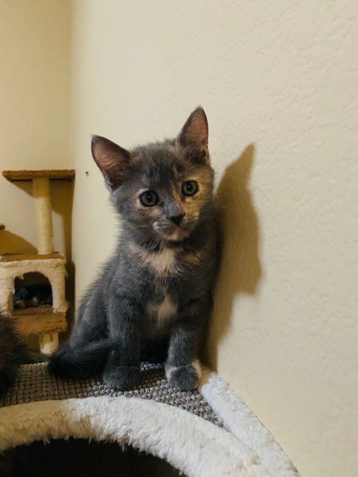 Camille, an adoptable Dilute Calico Mix in Mission Viejo, CA_image-4