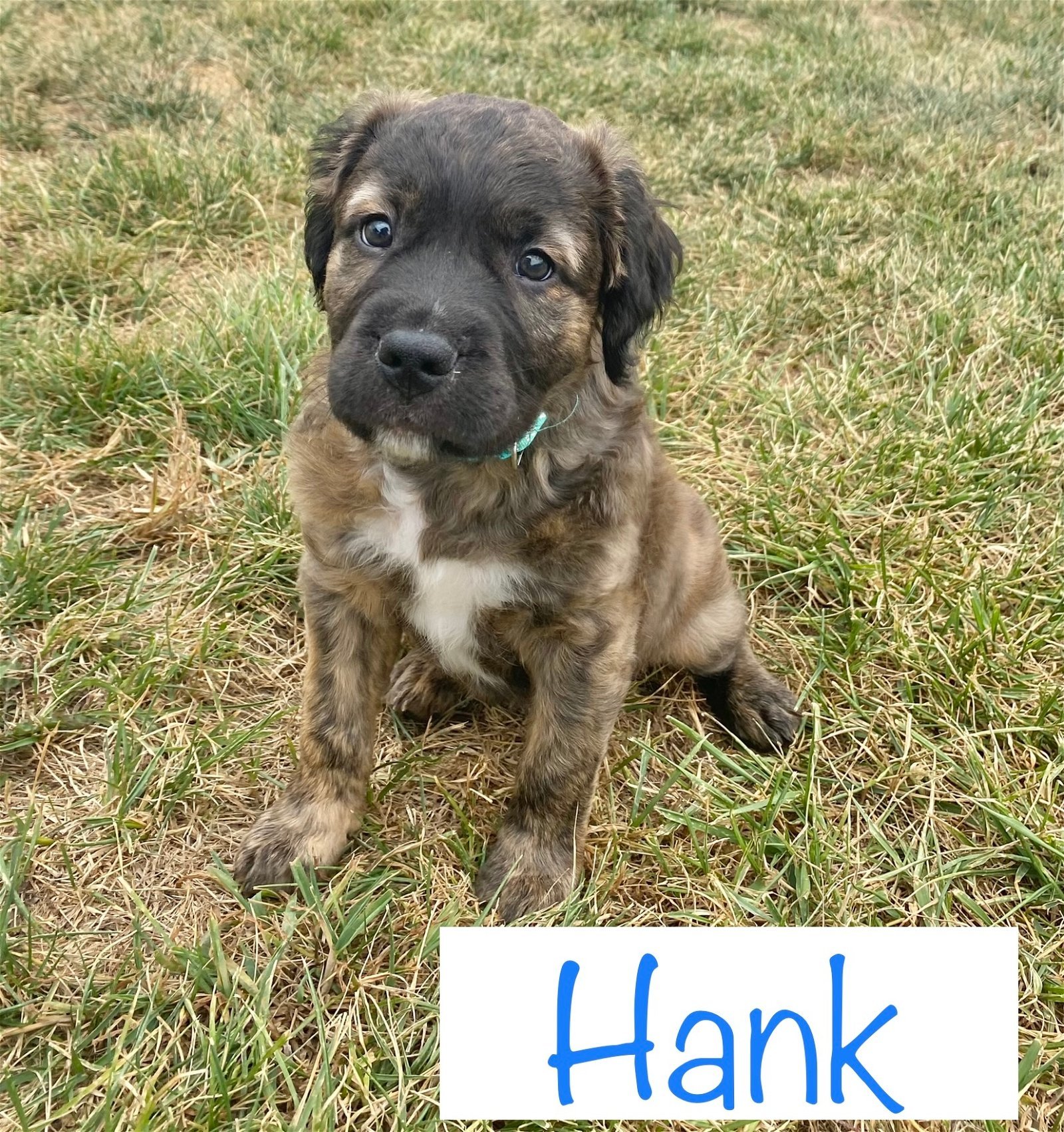 Hank