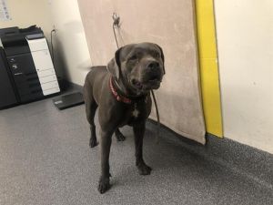 CANELA Mixed Breed Dog