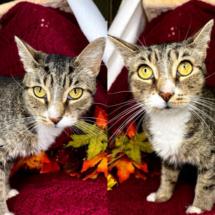 LOA, an adoptable Domestic Short Hair in Wintersville, OH_image-1