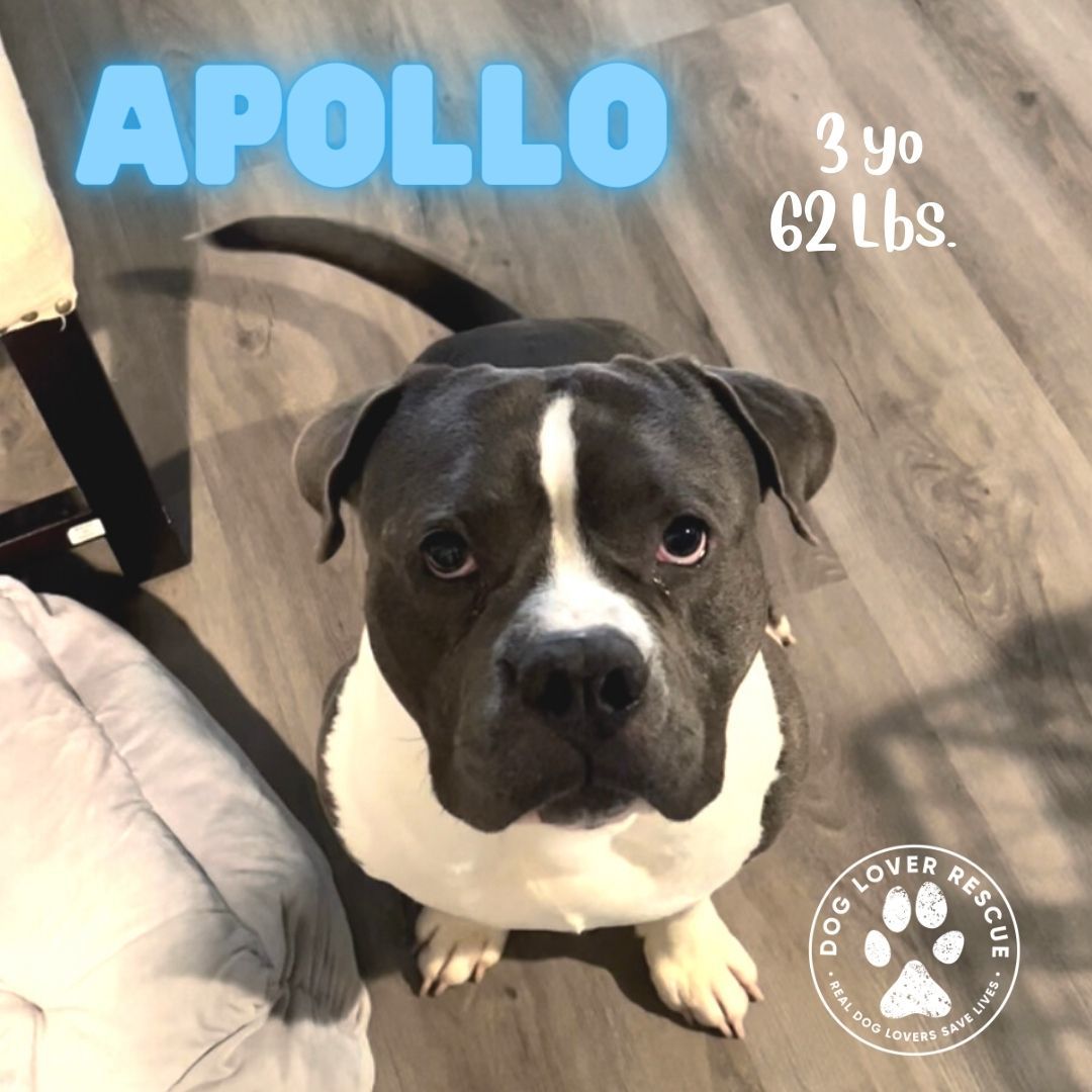 Apollo