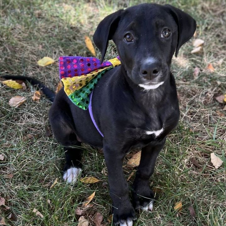 Rainie, an adoptable Black Labrador Retriever Mix in Springfield, MO_image-3