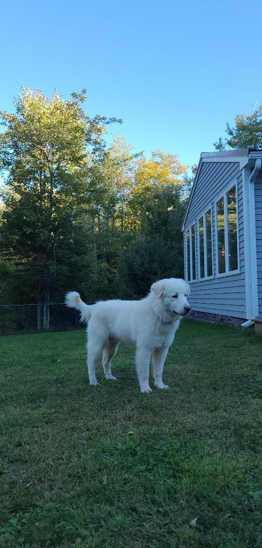 Blue, an adopted Great Pyrenees & Shepherd Mix in Brunswick, ME_image-2