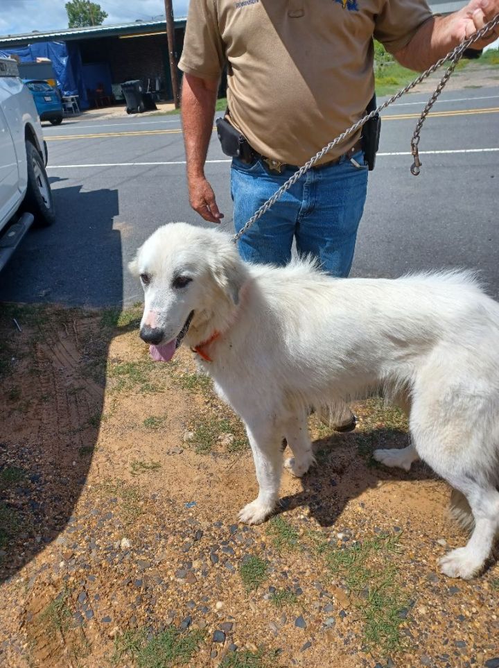 Bellevue, an adopted Great Pyrenees Mix in Brunswick, ME_image-4