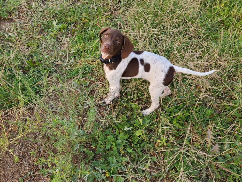 **POINTER SISTERS*** Mollie *Foster home*