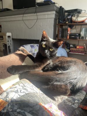 Shadow