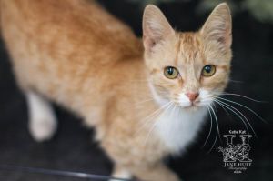 Cat for adoption - Katie Kat, a Domestic Short Hair in Crandon, WI |  Petfinder